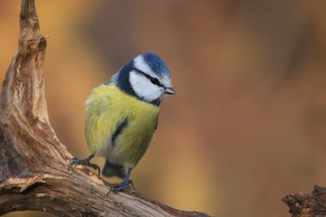 The Eurasian blue tit (Cyanistes caeruleus) is a small passerine bird in the tit family, Paridae. Blue tit sitting on the branch. Song bird in the nature habitat.