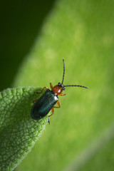 Coléoptère (gaurotes virgineus) sur un épi 