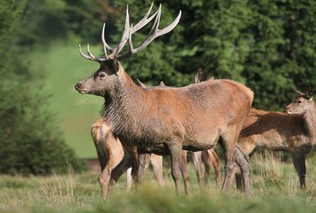 Red deer in nice sunlight during mating season. Portrait of majestic powerful adult red deer stag in forest. cervus elaphus