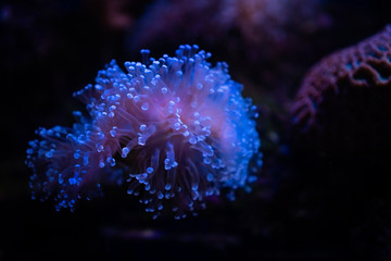 Amazing coral reef aquarium moment