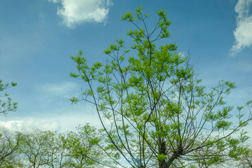 Branches of trees with blue sky, green natural background