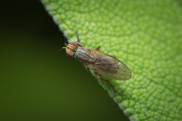Mouche sur une feuille