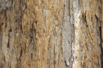 background, old wooden wall, wood pattern