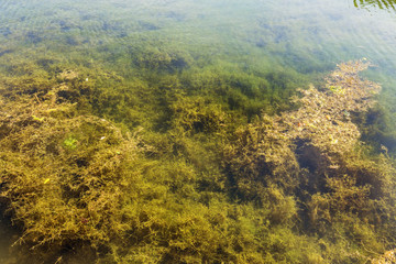 Algae closeup in lake waters with crystal texture. A bed of green algae under water.