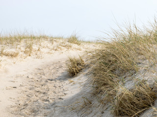 landscape with sand and grass, North Sea coast