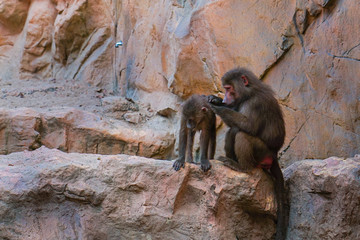 mother baboon grooming its young