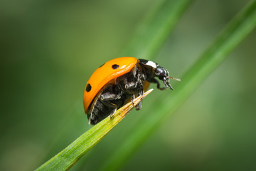 Coccinelle à 7 points (coccinella septempunctata) sur un brin d'herbe	