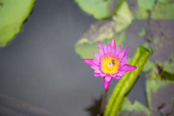 Pink Water lily or lotus flower and bees on green leaves background