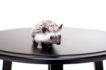 Little African hedgehog on a white background looking forward