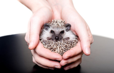 A small African hedgehog on a white background curled up in a ball © Tsvetkova