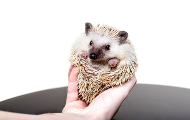 A small African hedgehog on a white background curled up in a ball © Tsvetkova