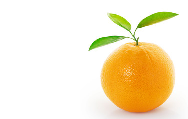 Orange  on white background