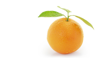 Orange  on white background