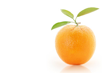 Orange  on white background