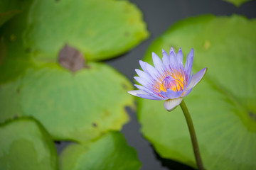 Water lily or lotus flower on green leaves background