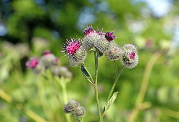 Arctium tomentosum. Burdock inflorescence close-up