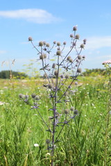 Eryngium planum. Plant in a meadow in August