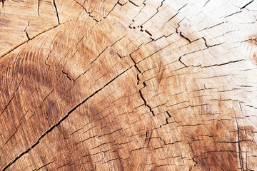Fototapeta premium Tree trunk cross-session with cracks and ring.