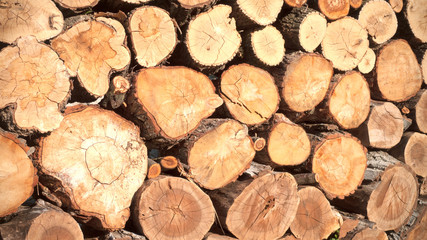 Pine-tree logs background. Cut trees put together. 