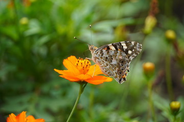 butterfly on flower