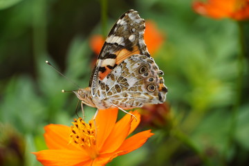 butterfly on flower