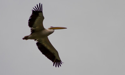 Great white pelica. Bird in flight with blue sky. Action scene in nature. Wildlife from Burgas lake.