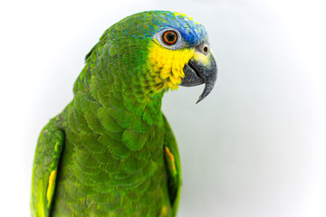 Orange winged amazon pet parrot bird portrait