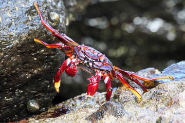 rote_Klippenkrabbe