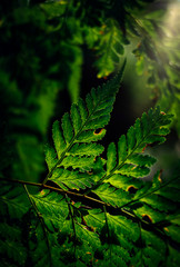 Dark green fern leaf with light