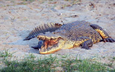 Big male Nile crocodile
