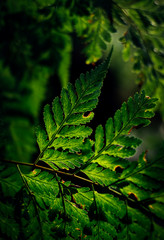 Dark green fern leaf with light