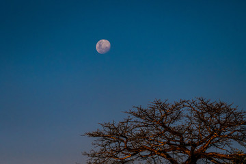 afrikanischer Mond