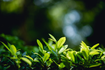 Fototapeta na wymiar Green tea leaves that are beautiful and green, naturally beautiful, green tea leaves