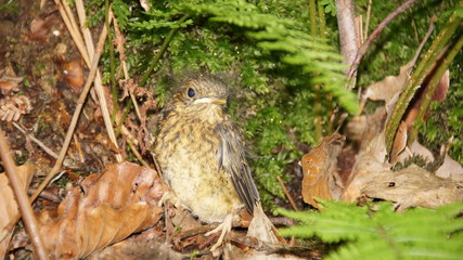 Junger Vogel
