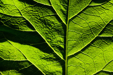 Close up of leaf veins
