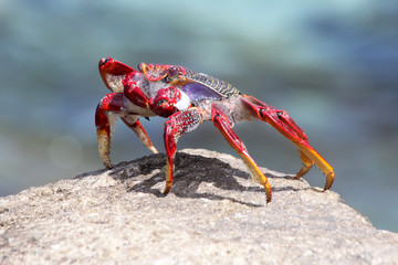 rote_Klippenkrabbe