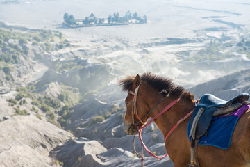 A horse for tourist rent in Bromo volcano area in Java, Indonesia. 