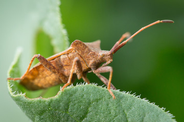 Punaise brune (coreus marginatus) sur une feuille