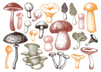 Edible mushrooms vector illustrations collection. Hand drawn food drawings. Forest plants sketches. Perfect for recipe, menu, label, icon, packaging, Vintage mushrooms outlines. Botanical set. © sketched-graphics