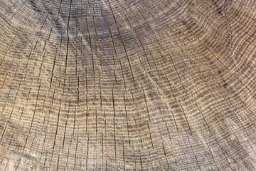 Stump  tree felled - section of the trunk with annual rings. Slice wood.
