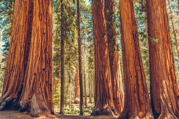 Fotobehang Giant redwood pines sequoia trees, Sequoia National Park, California, USA © boivinnicolas