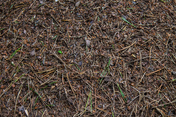 Large ant hill in the forest close-up