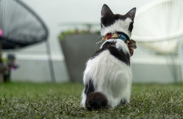 Little black and white long-legged munchin kitten sitying backward in the garden.