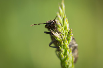 Taupin à plaques velues (agrypnus murinus) sur un épis