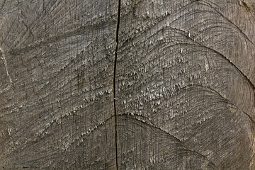 Fototapeta premium texture of bark wood use as natural background