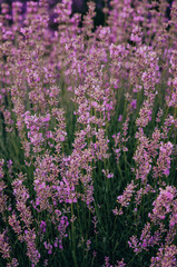 Naklejka premium lavender flowers in the field