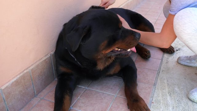 Young beautiful black rottweiler laying on the ground near his owner female. Girl taking care of her loved dog pet and combing his hair with special iron brush. Hair removal concept