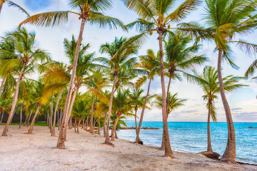 Anse Chamapgne beach  in Guadeloupe