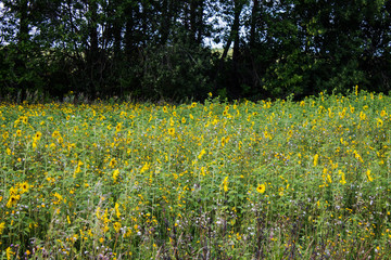 Obraz premium Field of bright yellow sunflowers on a clear summer day