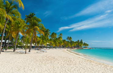 Caravelle beach in Guadeloupe - obrazy, fototapety, plakaty